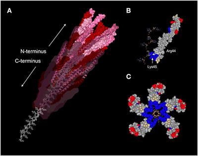 Pf Bacteriophage and Their Impact on Pseudomonas Virulence, Mammalian Immunity, and Chronic Infections